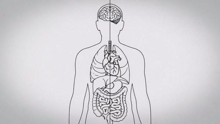 Почему органы в теле человека расположены несимметрично? Объясняем детям и родителям